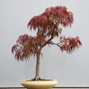 Bonsái Acer palmatum